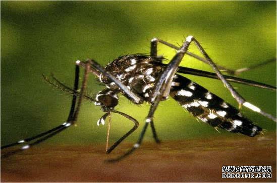 杏耀平台印度和斯里兰卡伊蚊传播疾病疫情严峻