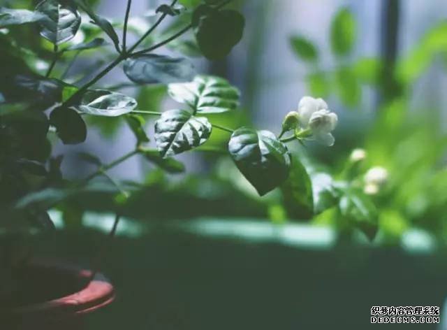 杏耀代理第十九届国际植物学大会:关心植物 关注未来