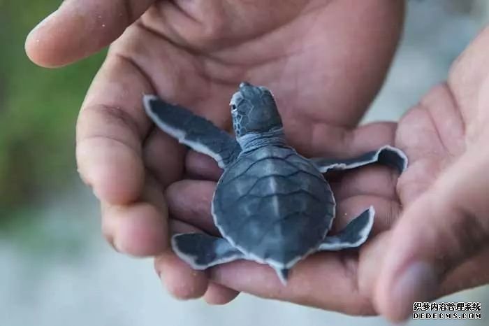 杏耀代理国内首例全人工繁殖海龟出生