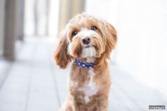 <b>研究称“黑背”成杏耀代理宠物犬后健康问题突</b>