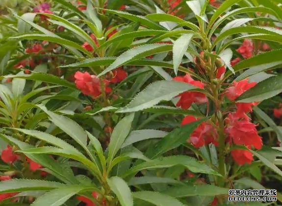 杏耀代理凤仙花:纤纤指甲染凤仙