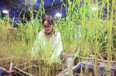<b>水稻曾被驯化三次杏耀手机客户端</b>