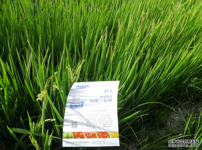 高分子杏耀平台平衡缓释肥助力水稻丰收