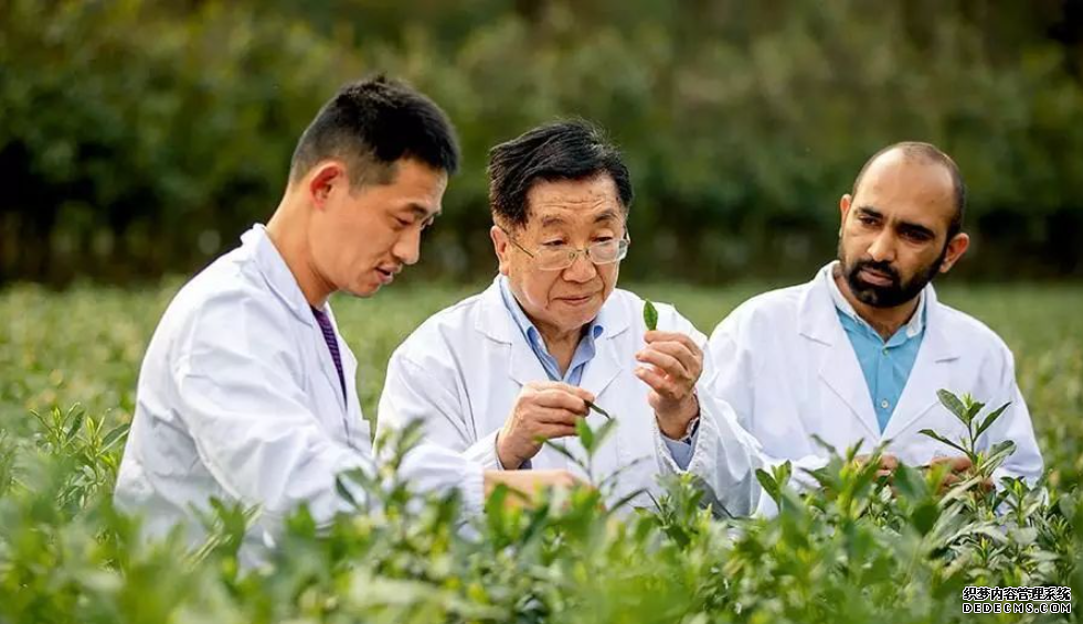 陈宗懋杏耀手机客户端:茶产业转型待破局
