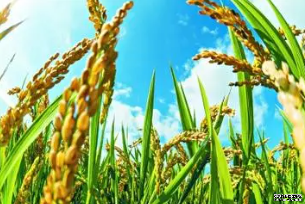 中国科研团队发现调控杏耀代理水稻高产的新机理