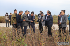 <b>亩产264.8公斤 杏耀代理黄三角盐碱地里育出高产</b>