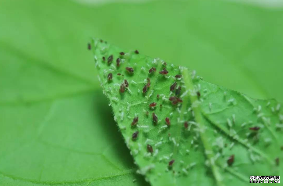 植物杏耀平台：我为何能“吃掉”病毒