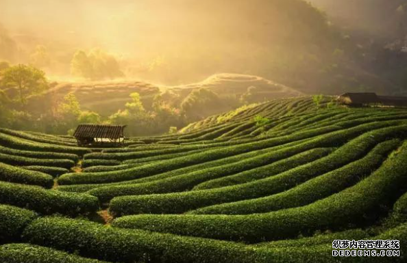 杏耀代理中国种茶树全基因组获解密