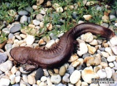 <b>娃娃鱼“分杏耀平台家”研究引关注：让“濒危</b>