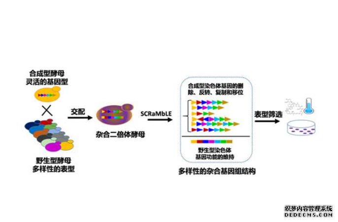 基因组重杏耀代理排系统推进酵母菌株演化