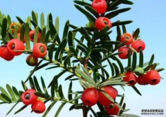 <b>中国科学家为杏耀手机客户端15种红豆杉属植物制</b>
