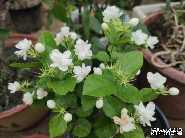 植物为何越冬后才开花杏耀平台