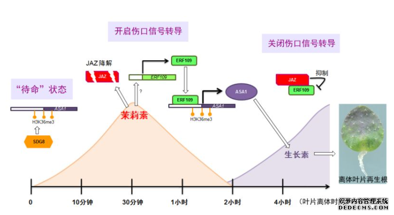 杏耀研究揭示植物再生的伤口信号转导机制