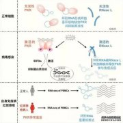 <b>杏耀代理科学家揭示环形RNA在天然免疫中的重要</b>