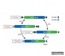 <b>澳基因编辑规则采用“中杏耀代理间立场”</b>