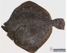 <b>杏耀平台国际首例大菱鲆鳗弧菌基因工程活疫苗</b>