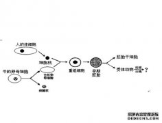 <b>研究将实验鼠皮肤细胞杏耀平台转化为胚胎所需</b>