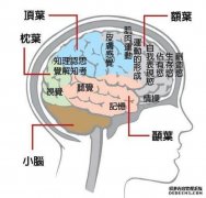 <b>“傲娇”的后顶杏耀代理叶皮层脑区： 只爱新刺</b>