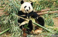 <b>中外科学家合作测杏耀平台定首例古代大熊猫全</b>
