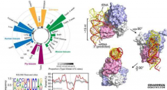 <b>张锐团队揭示mRNA m5C的杏耀平台序列结构特征和动</b>