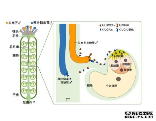 科学家新发现为达尔文“杏耀代理同种花粉优先”提供解释