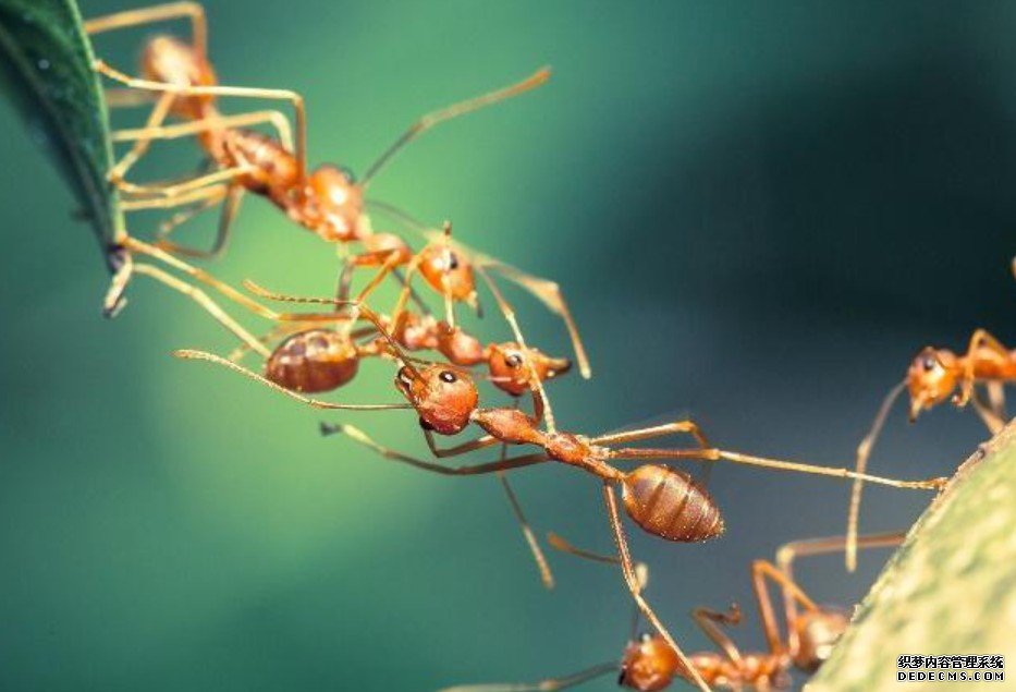 杏耀代理蚂蚁也有“英雄”