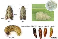 <b>科学家首次揭示我国草地贪夜蛾来源地杏耀手机</b>