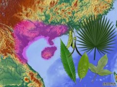 <b>杏耀手机客户端“下龙植物群”填补古热带核心</b>