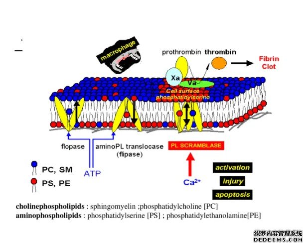 人类磷脂翻转酶ATP8B1新型调控机理揭示杏耀代理