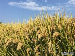 <b>十年攻坚，水稻野生近缘种质资源创新获重要进</b>