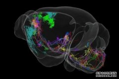 <b>我国科学家精确绘制小鼠全脑“导航地图”杏耀</b>