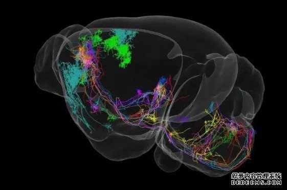我国科学家精确绘制小鼠全脑“导航地图”杏耀手机客户端
