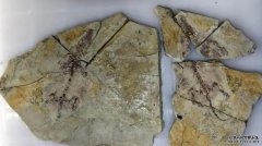 <b>杏耀代理热河生物群这件1.2亿年前化石 为兽类起</b>