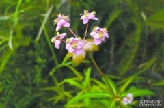 <b>新物种！福建首次发现植物“修大戟”杏耀注册</b>