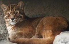 <b>金猫迄今全球最高分杏耀平台布海拔记录在西藏</b>