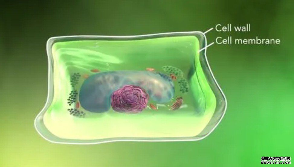 杏耀细胞活动3D视图阐明周围环境