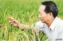 <b>袁隆平一辈子躬耕田野的成就，镌刻在辽阔大地</b>
