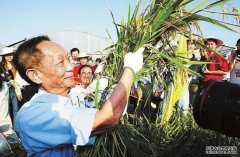 <b>杏耀袁隆平学生忆院士：袁老要求我们，把论文</b>