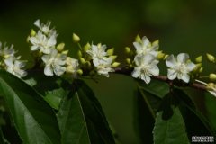 <b>杏耀极小种群野生植物平当树实现人工高效繁育</b>