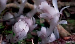 <b>杏耀平台罕见！云南发现国家近危级别珍稀植物</b>