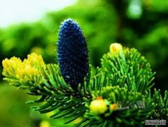 <b>濒危植物元宝山冷杉广西野外回归杏耀代理</b>