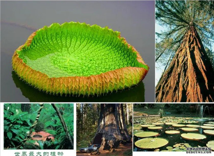 杏耀澳大利亚研究称发现地球上已知最大植物
