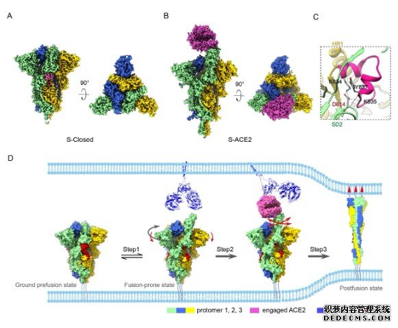 分子伴侣蛋白作用机制杏耀平台研究获新进展