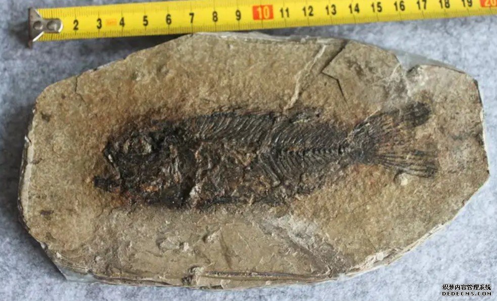 杏耀代理4.1亿年前化石研究揭秘鱼类鳞片鳞列如何演化