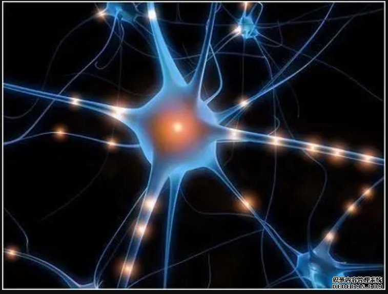 国际最新研究：发现杏耀平台与戒断物质成瘾相关的脑神经网络