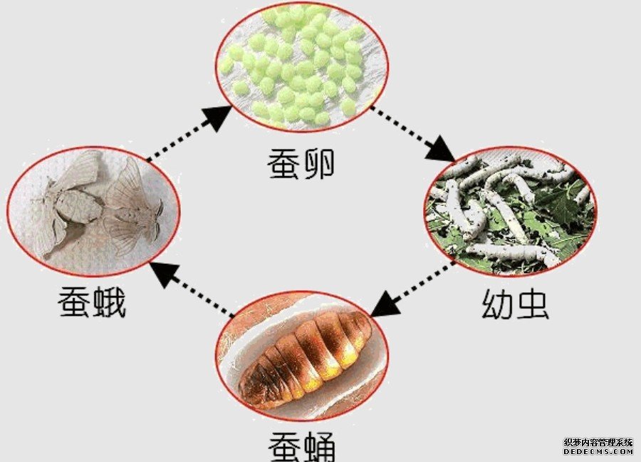 我国家蚕研究取得新进展 家蚕丝腺单细胞杏耀代理转录组图谱绘成