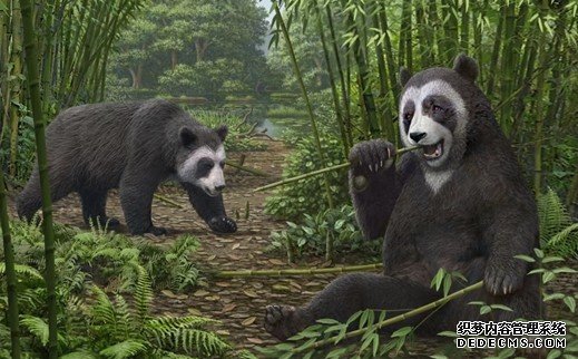杏耀手机客户端大熊猫为何一心一意最爱竹子？