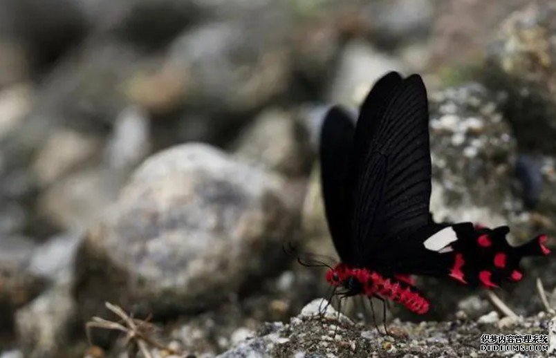 西藏发现杏耀手机客户端新蝴蝶物种