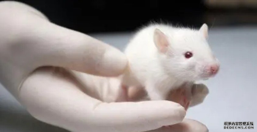 冻干体细胞克隆小鼠成功杏耀代理