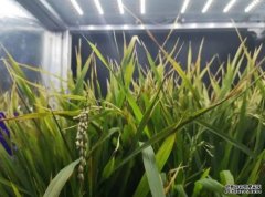 <b>给秧苗“吃小灶”杏耀平台：植物工厂水稻育种</b>